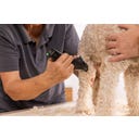 WAHL Professional Tondeuse Arco Pro - 1 pile de rechange