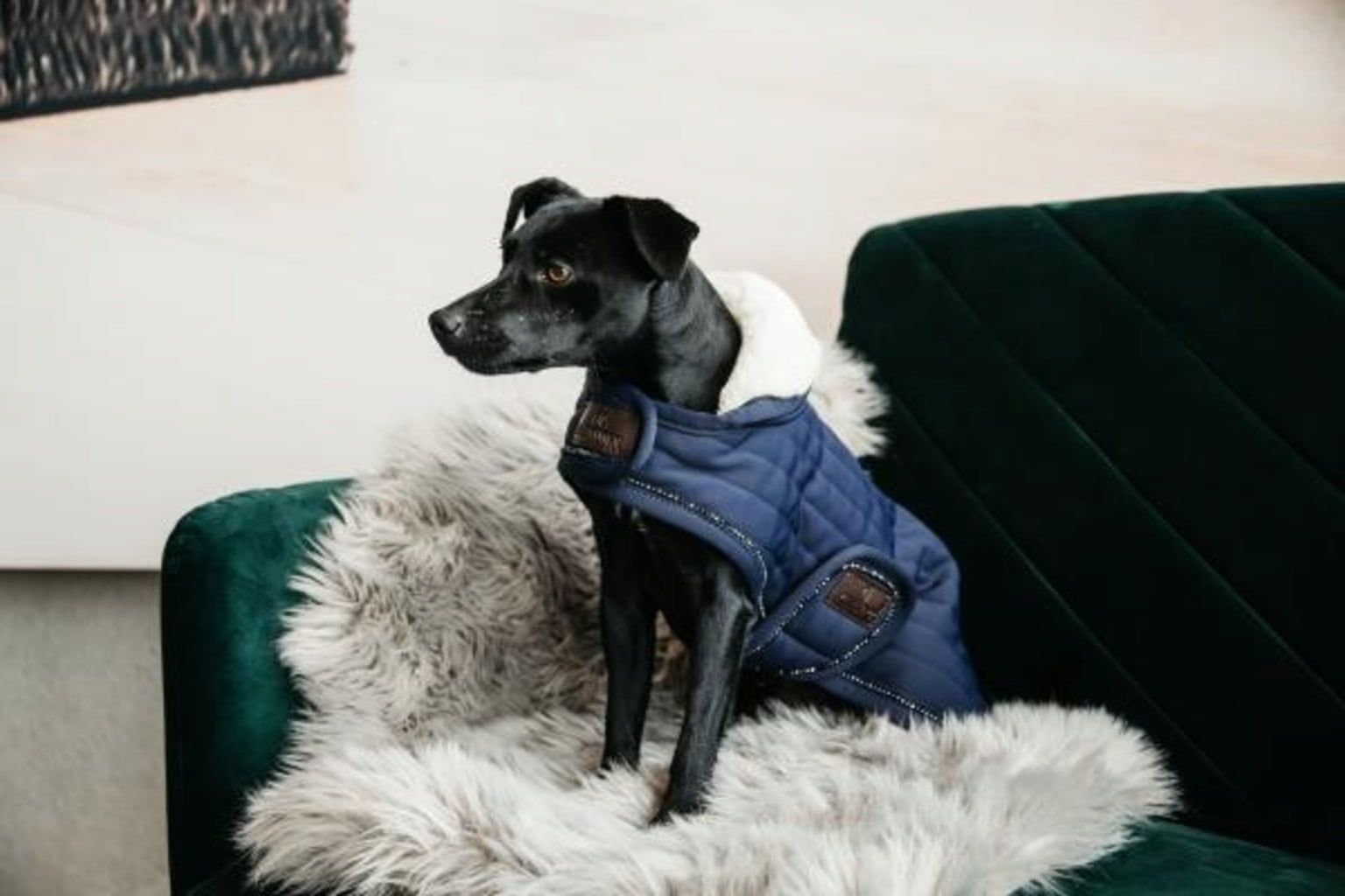 Kentucky Dogwear Pearls Dog Blanket - EquusVitalis Onlineshop